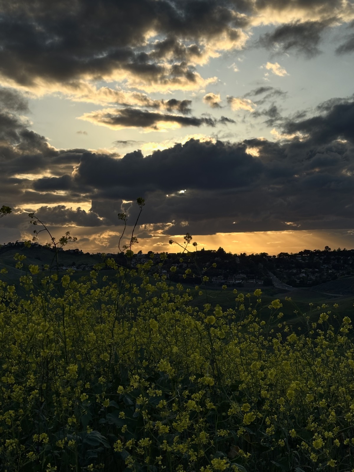 Sunset over rolling hills, with wild yellow mustard flowers in the foreground