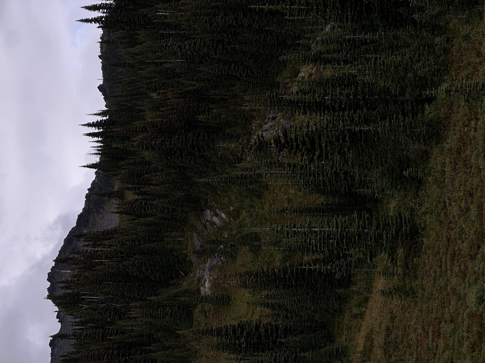 Dense evergreen forest on a mountain slope below a rocky ridge under a grey sky